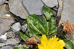 Foto: Berg-Milchkraut (Leontodon montanus)