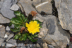 Foto: Berg-Milchkraut (Leontodon montanus)