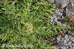 Alpen-Kratzdistel (Cirsium spinosissimum) (F194882) Alpen-Kratzdistel (Cirsium spinosissimum) (F194882)