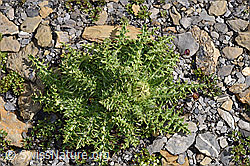 Alpen-Kratzdistel (Cirsium spinosissimum) (F194884) Alpen-Kratzdistel (Cirsium spinosissimum) (F194884)