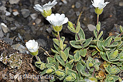 Foto: Breitblättriges Hornkraut (Cerastium latifolium)