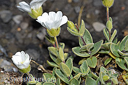 Foto: Breitblättriges Hornkraut (Cerastium latifolium)