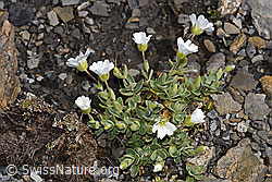 Foto: Breitblättriges Hornkraut (Cerastium latifolium)