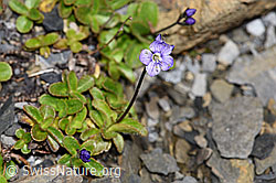 Blattloser Ehrenpreis (Veronica aphylla) (09.2021, F194891)