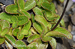Blattloser Ehrenpreis (Veronica aphylla) (09.2021, F194893)