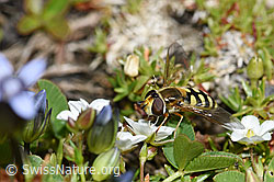 Mondfleck-Feldschwebfliege (Eupeodes luniger) an Frühlings-Miere (Minuartia verna) (09.2021, F194904)