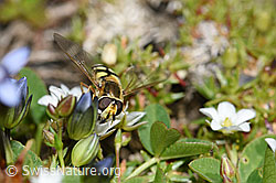 Mondfleck-Feldschwebfliege (Eupeodes luniger) an Frühlings-Miere (Minuartia verna) (09.2021, F194905)