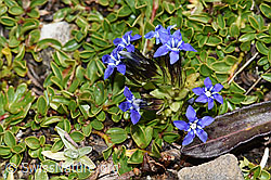 Schnee-Enzian (Gentiana nivalis) (09.2021, F194931)
