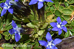 Schnee-Enzian (Gentiana nivalis) (09.2021, F194932)