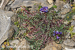 Berg-Spitzkiel (Oxytropis jacquinii) (09.2021, F195225)