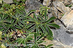 Glänzender Silbermantel (Alchemilla nitida) (F195237) Glänzender Silbermantel (Alchemilla nitida) (F195237)