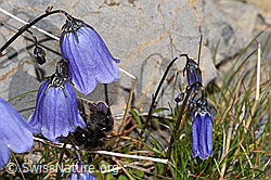 Niedliche Glockenblume (Campanula cochleariifolia) (09.2021, F195247)