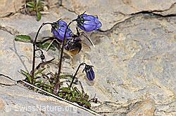 Niedliche Glockenblume (Campanula cochleariifolia) (09.2021, F195248)