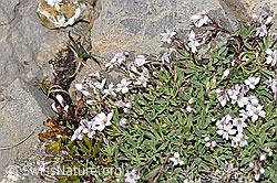 Kriechendes Gipskraut (Gypsophila repens) (F195254)
