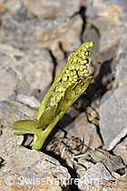 Echte Mondraute (Botrychium lunaria) (F195257) Echte Mondraute (Botrychium lunaria) (F195257)