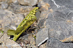 Echte Mondraute (Botrychium lunaria) (F195258) Echte Mondraute (Botrychium lunaria) (F195258)