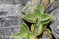 Foto: Breitblättriges Hornkraut (Cerastium latifolium)