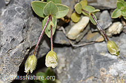 Foto: Breitblättriges Hornkraut (Cerastium latifolium)