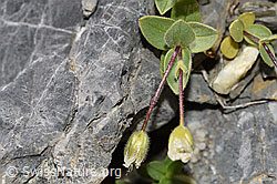 Foto: Breitblättriges Hornkraut (Cerastium latifolium)