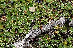 Stumpfblättrige Weide (Salix retusa) (F195298)