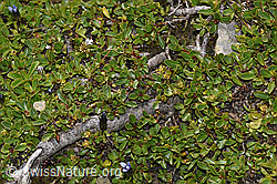 Stumpfblättrige Weide (Salix retusa) (F195300)