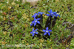 Schnee-Enzian (Gentiana nivalis) (F195301) Schnee-Enzian (Gentiana nivalis) (F195301)