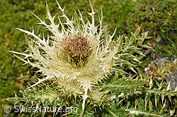 Alpen-Kratzdistel (Cirsium spinosissimum) (09.2021, F195306)