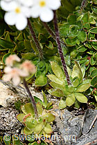 Bewimperter Mannsschild (Androsace chamaejasme) (F195313) Bewimperter Mannsschild (Androsace chamaejasme) (F195313)