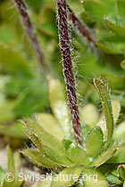 Bewimperter Mannsschild (Androsace chamaejasme) (F195314) Bewimperter Mannsschild (Androsace chamaejasme) (F195314)