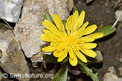 Foto: Berg-Milchkraut (Leontodon montanus)