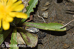 Foto: Berg-Milchkraut (Leontodon montanus)