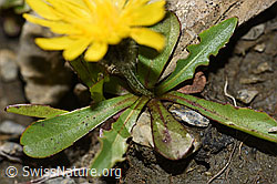 Foto: Berg-Milchkraut (Leontodon montanus)
