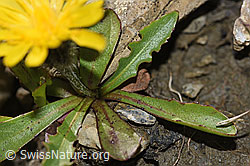 Foto: Berg-Milchkraut (Leontodon montanus)
