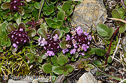 Vielhaariger Thymian (Thymus polytrichus) (F195340) Vielhaariger Thymian (Thymus polytrichus) (F195340)