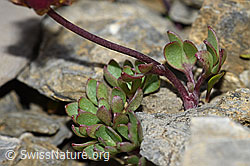 Gletscher-Hahnenfuss (Ranunculus glacialis) (09.2021, F195345)