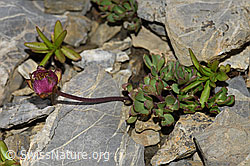 Gletscher-Hahnenfuss (Ranunculus glacialis) (09.2021, F195346)