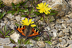Kleiner Fuchs (Aglais urticae) auf Berg-Milchkraut (Leontodon montanus) (F195349) Kleiner Fuchs (Aglais urticae) auf Berg-Milchkraut (Leontodon montanus) (F195349)