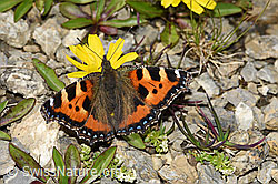 Kleiner Fuchs (Aglais urticae) auf Berg-Milchkraut (Leontodon montanus) (09.2021, F195351)