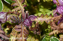 Foto: Quirlblättriges Läusekraut (Pedicularis verticillata)