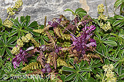 Foto: Quirlblättriges Läusekraut (Pedicularis verticillata)