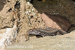 Mauereidechse (Podarcis muralis) (F203329) Mauereidechse (Podarcis muralis) (F203329)