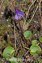Grosses Alpenglöckchen (Soldanella alpina) (F210016)