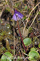 Grosses Alpenglöckchen (Soldanella alpina) (F210017)