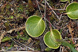 Grosses Alpenglöckchen (Soldanella alpina) (F210018)