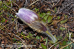 Frühlings-Anemonen (Pulsatilla vernalis) (F210025) Frühlings-Anemonen (Pulsatilla vernalis) (F210025)
