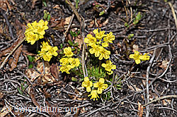 Hoppes Felsenblümchen (Draba hoppeana) (F210028) Hoppes Felsenblümchen (Draba hoppeana) (F210028)