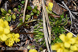 Hoppes Felsenblümchen (Draba hoppeana) (F210030) Hoppes Felsenblümchen (Draba hoppeana) (F210030)