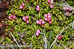Alpenazalee (Loiseleuria procumbens) (21.05.2022, F210034)
