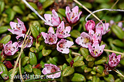 Alpenazalee (Loiseleuria procumbens) (21.05.2022, F210059)