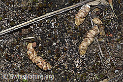 Alpenschneehuhn (Lagopus mutus), Losung (21.05.2022, F210070)